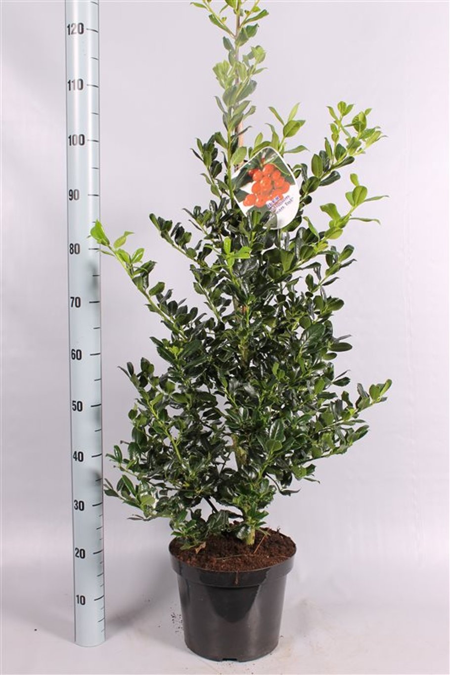 Ilex aq. 'J.C. van Tol' -